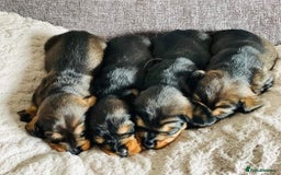 Dachshund dogs for stud: KC Registered Wirehaired Dachshund for Stud in Stoke-on-Trent - Image 19