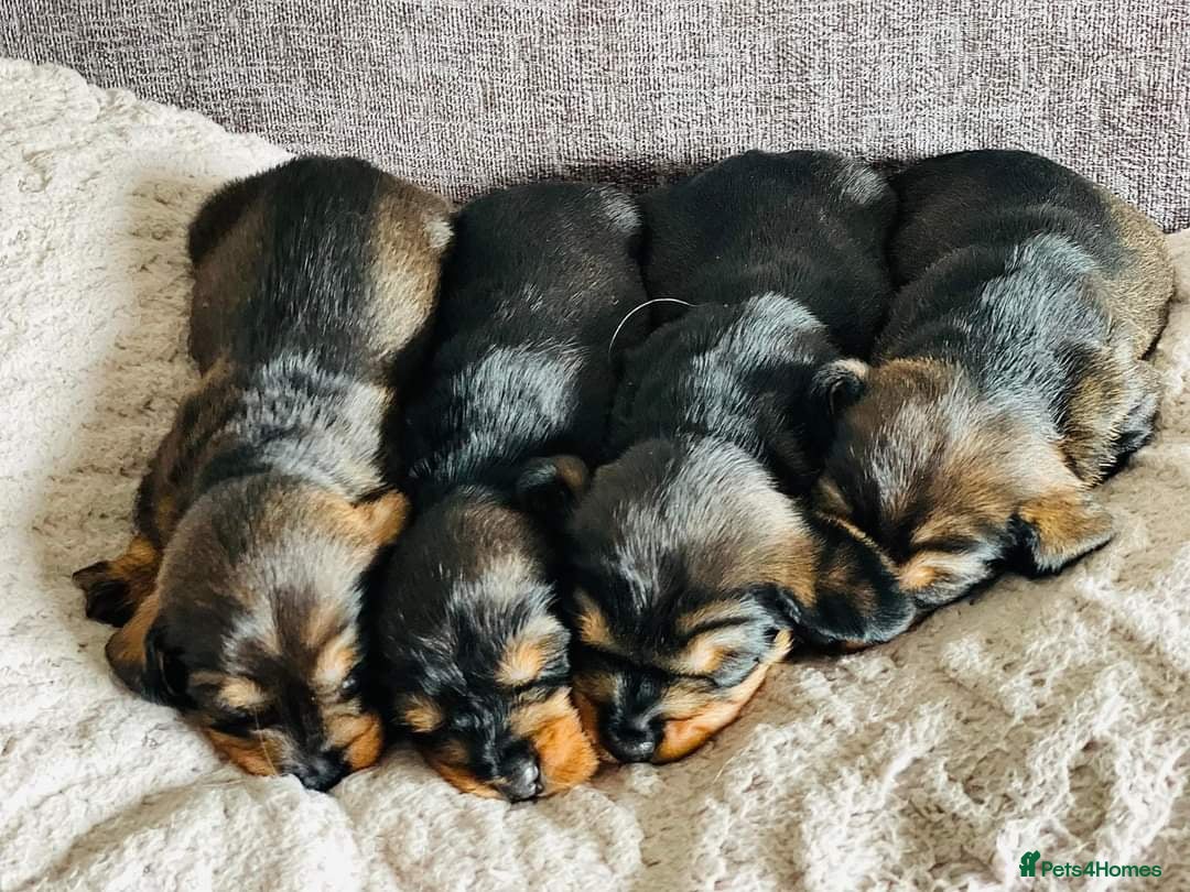 Dachshund dogs for stud: KC Registered Wirehaired Dachshund for Stud in Stoke-on-Trent - Image 19