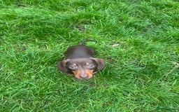 Miniature Dachshund dogs for sale: Ready now! KC Miniature Dachshund Puppies  - Image 8