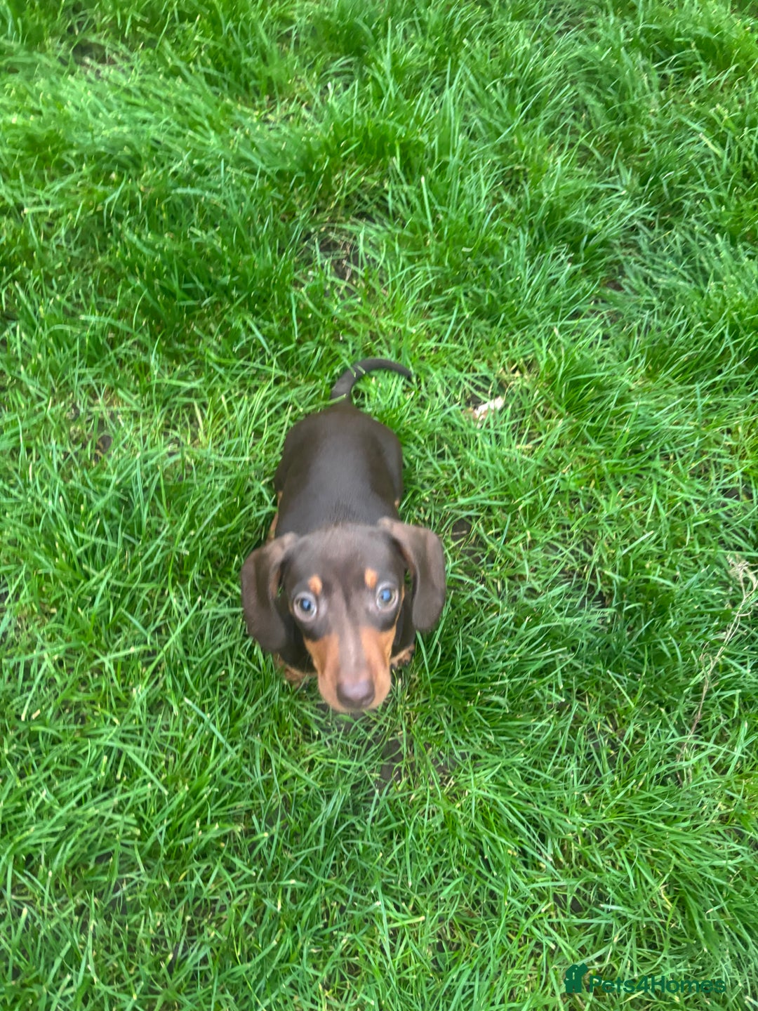 Miniature Dachshund dogs for sale: Ready now! KC Miniature Dachshund Puppies  - Image 8