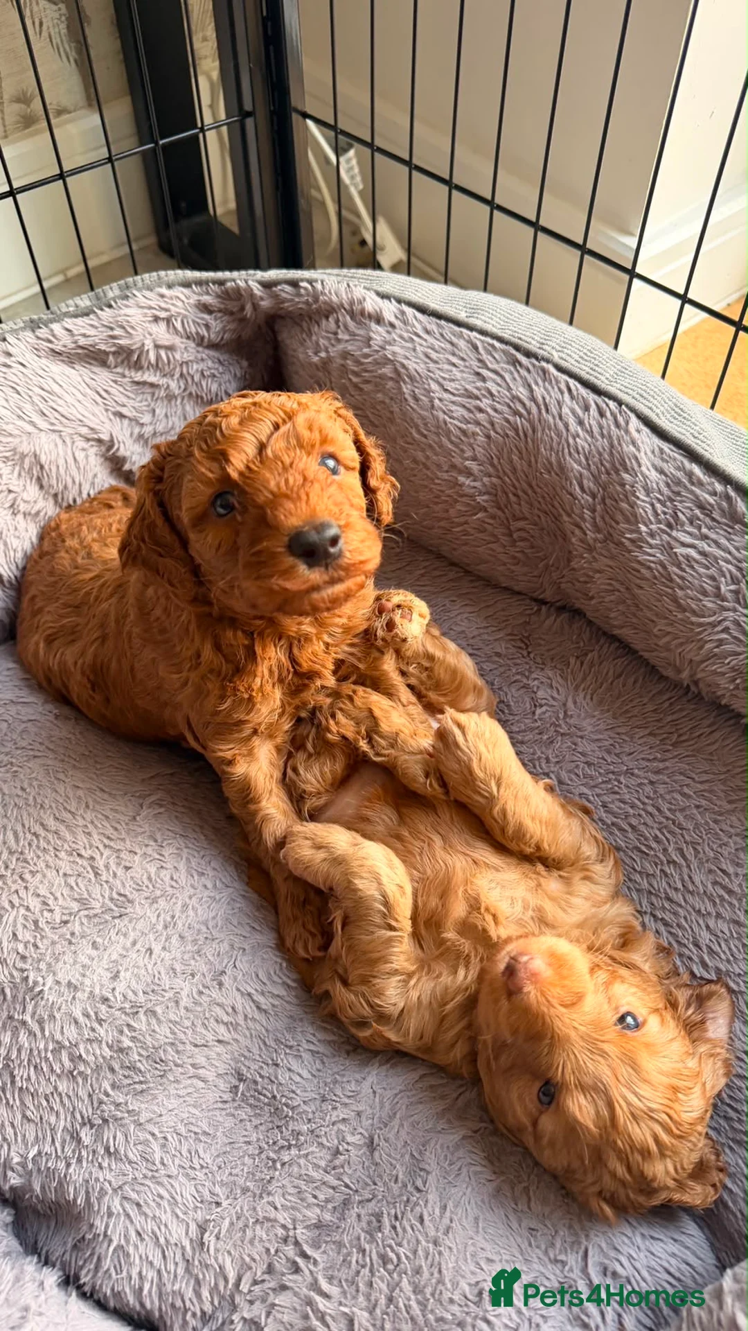 Cockapoo dogs for sale: Cockapoo puppies  - Advert 2