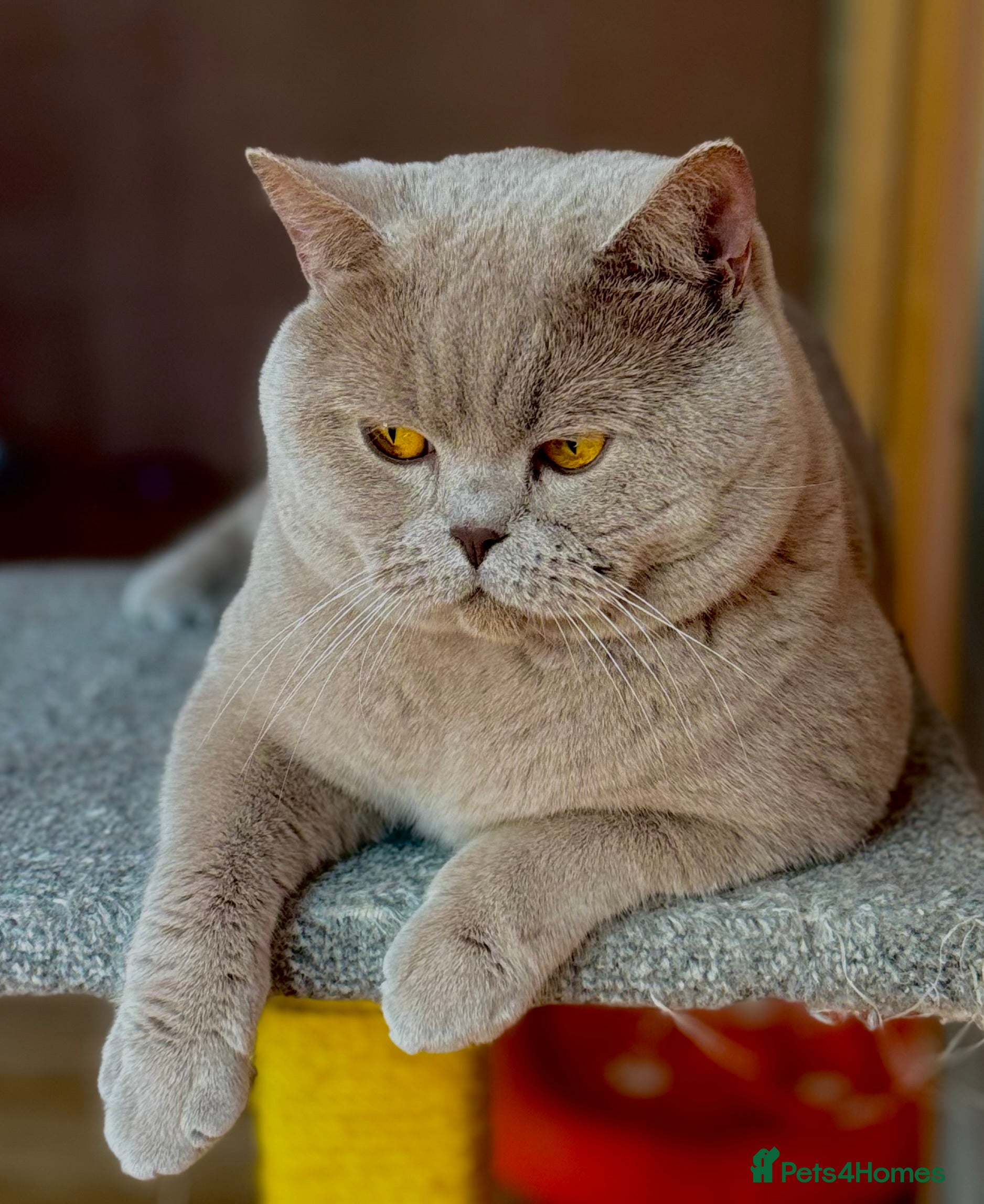 British Shorthair cats Stunning lilac boy for stud, active GCCF andTICA! - Advert 11