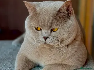 British Shorthair cats Stunning lilac boy for stud, active GCCF andTICA! - Advert 11