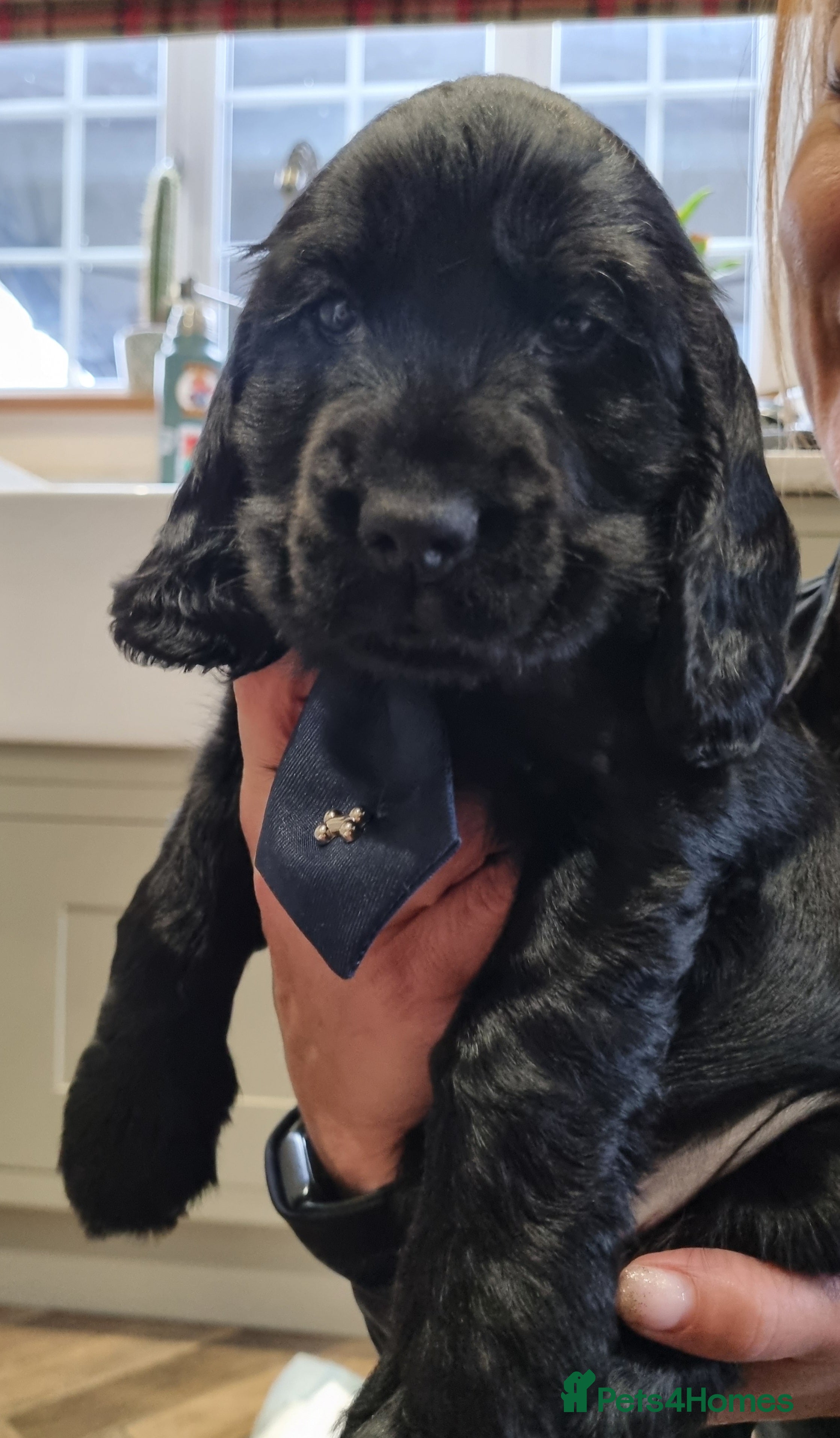 Cocker Spaniel dogs Only this stunning black boy seal left ❤️😍  - Advert 2