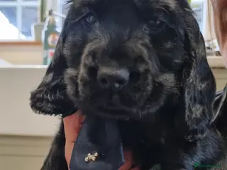 Cocker Spaniel dogs Only this stunning black boy seal left ❤️😍 - Advert 14