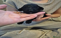 Toy Poodle dogs for sale: 5 beautiful black toy poodle puppies - Image 6