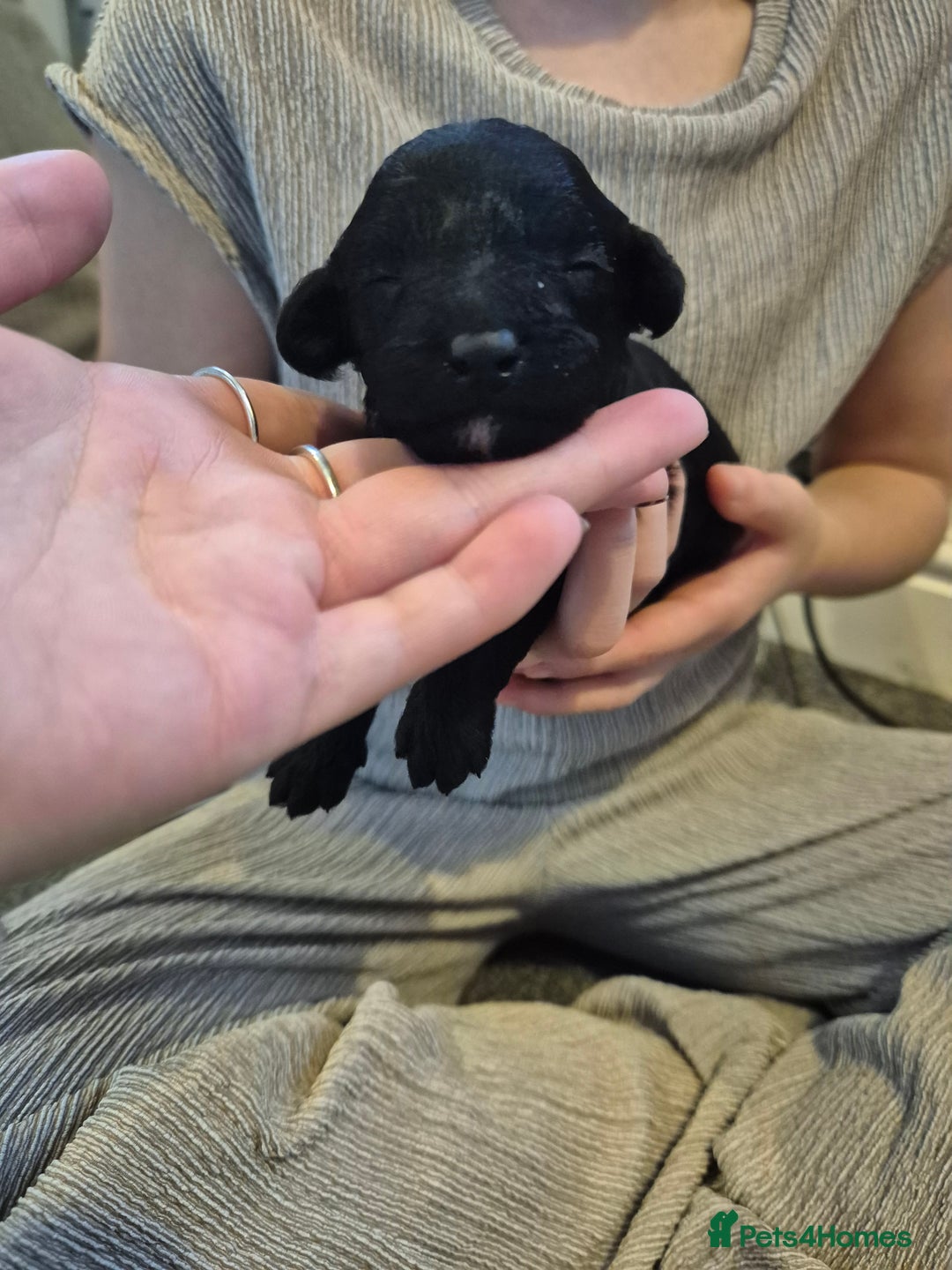 Toy Poodle dogs for sale: 5 beautiful black toy poodle puppies - Image 6