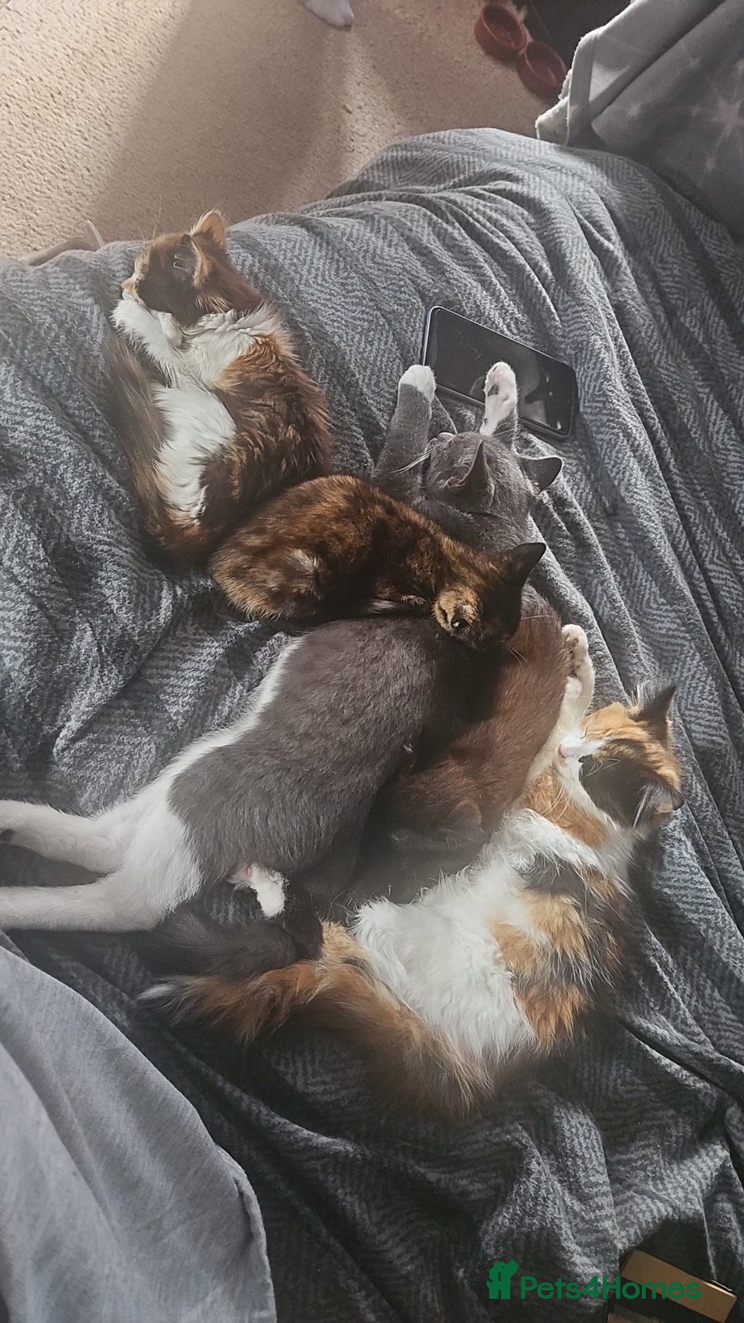 Mixed Breed cats for sale: Two Tiny Kittens  - Image 7