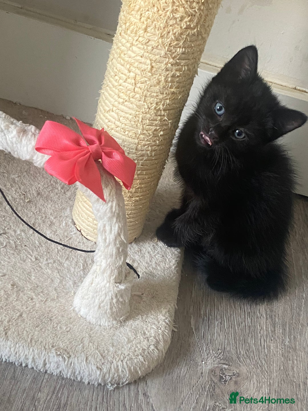 Mixed Breed cats for sale: Kittens Nottingham  - Image 5