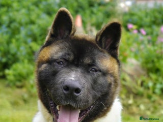 Akita dogs in Worksop - Advert 13