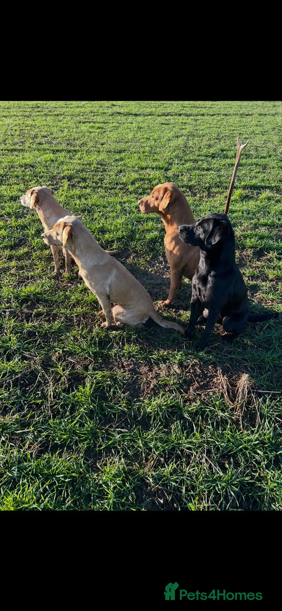 Labrador Retriever dogs for sale: 1 black boy remaining, 60 FTCH within Parent’s  - Advert 15
