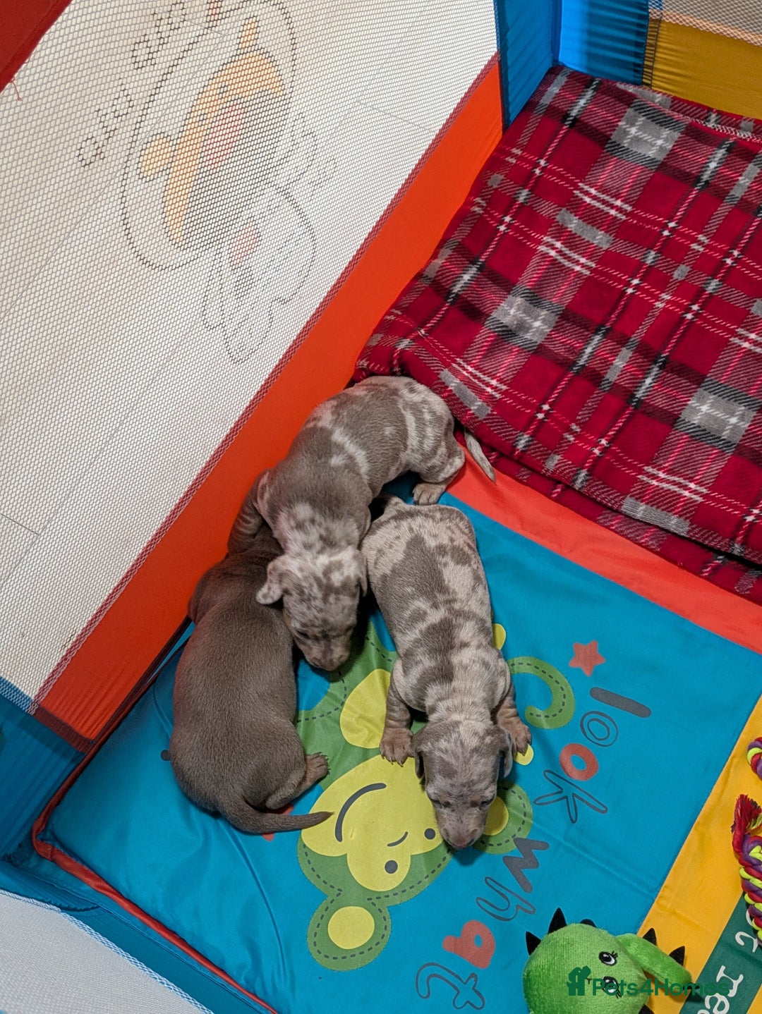 Miniature Dachshund dogs for sale: 3 beautiful puppies for sale  - Image 12
