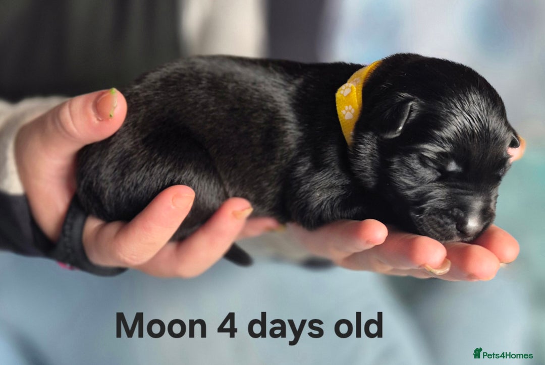 Border Collie dogs for sale: Border Collie pups - Image 17