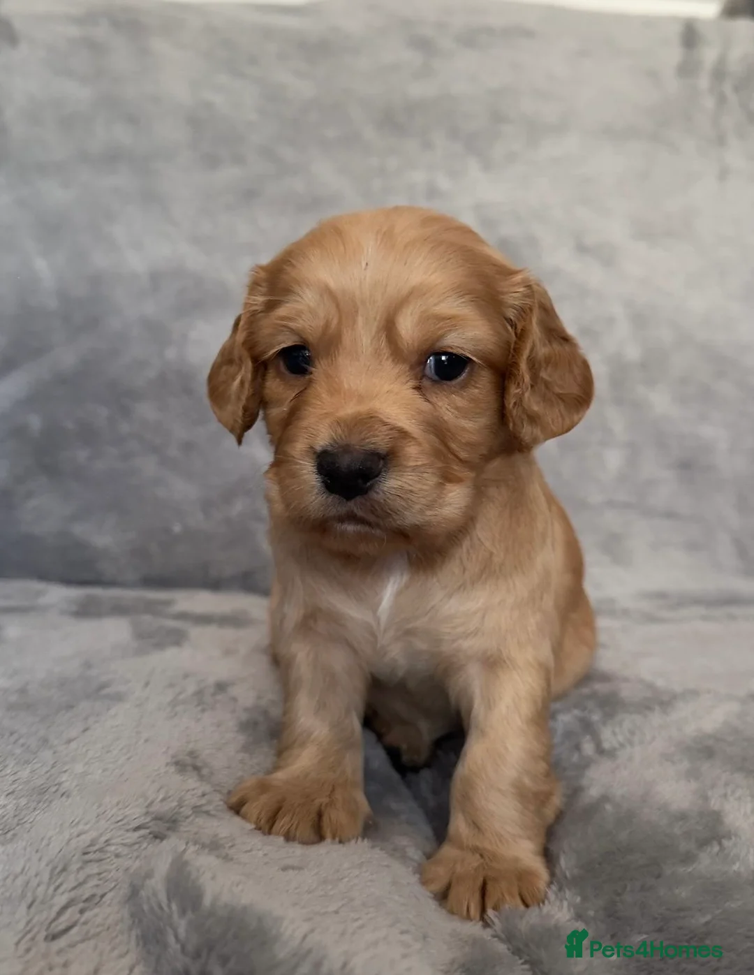 Cocker Spaniel dogs for sale:  Ready now!1 Boy left! KC Working Cocker Spaniels  - Advert 21