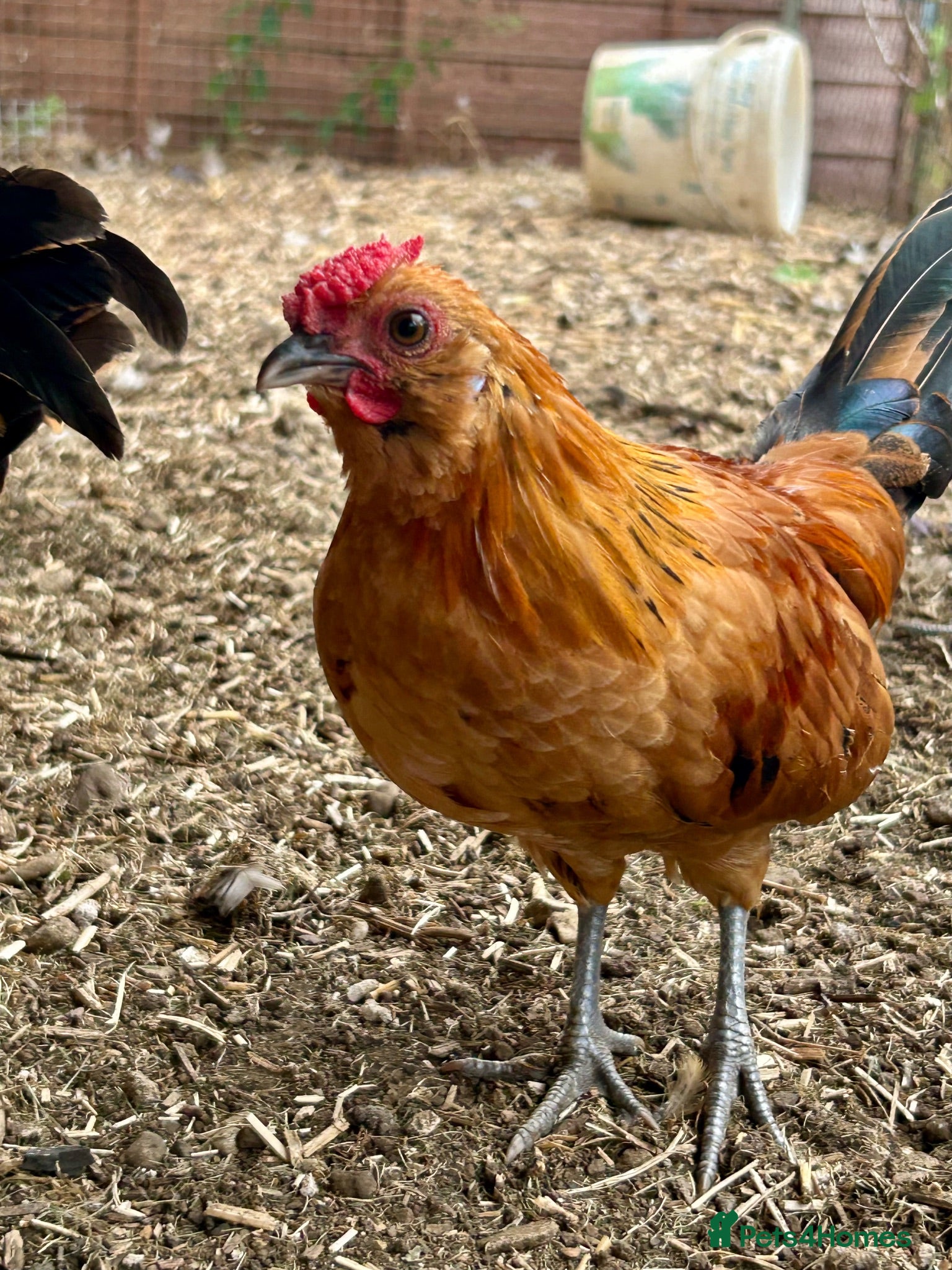 Chickens poultry Barbu d’Anver and Dutch bantam - Advert 1