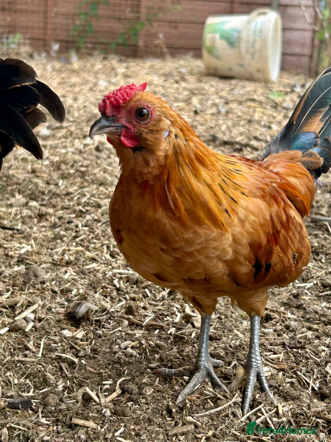 Chickens poultry for sale: Barbu d’Anver and Dutch bantam in Banbury - Advert 1