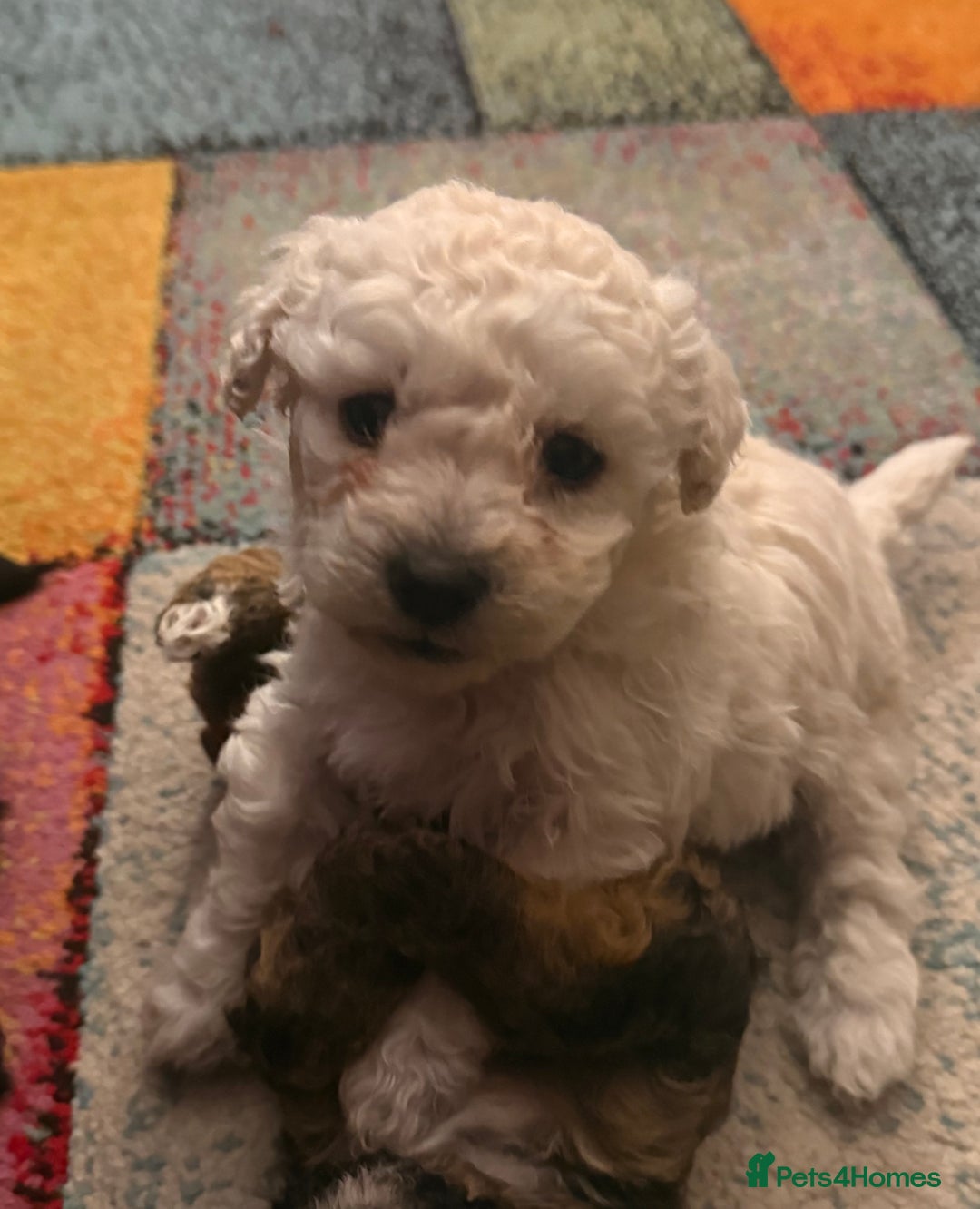 Shihpoo dogs for sale: Shihpoo - Advert 4