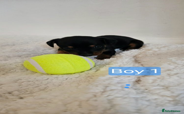 Mixed Breed dogs - Advert 9