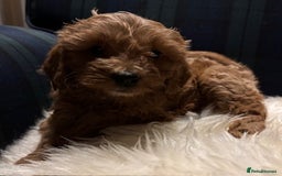 Cavapoo dogs for sale: Fabulous F1b Cavapoo litter - DNA clear - Advert 2