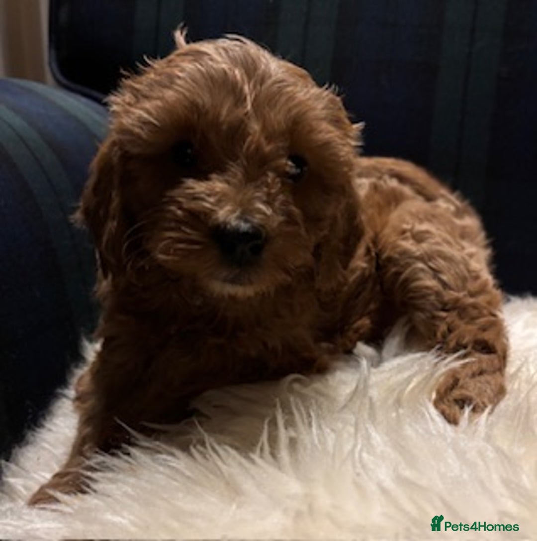 Cavapoo dogs for sale: Fabulous F1b Cavapoo litter - DNA clear - Advert 2