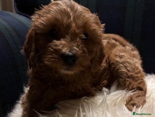 Cavapoo dogs Fabulous F1b Cavapoo litter - DNA clear - Advert 7