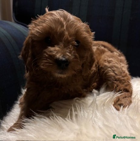 Cavapoo dogs Fabulous F1b Cavapoo litter - DNA clear - Advert 1