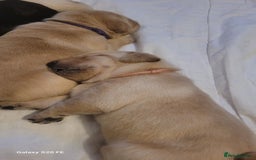 Labrador Retriever dogs for sale: 6 beautiful Labrador (all reserved)  - Advert 15