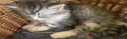 Mixed Breed cats for sale: Beautiful grey fluffy tabby kittens  - Advert 5