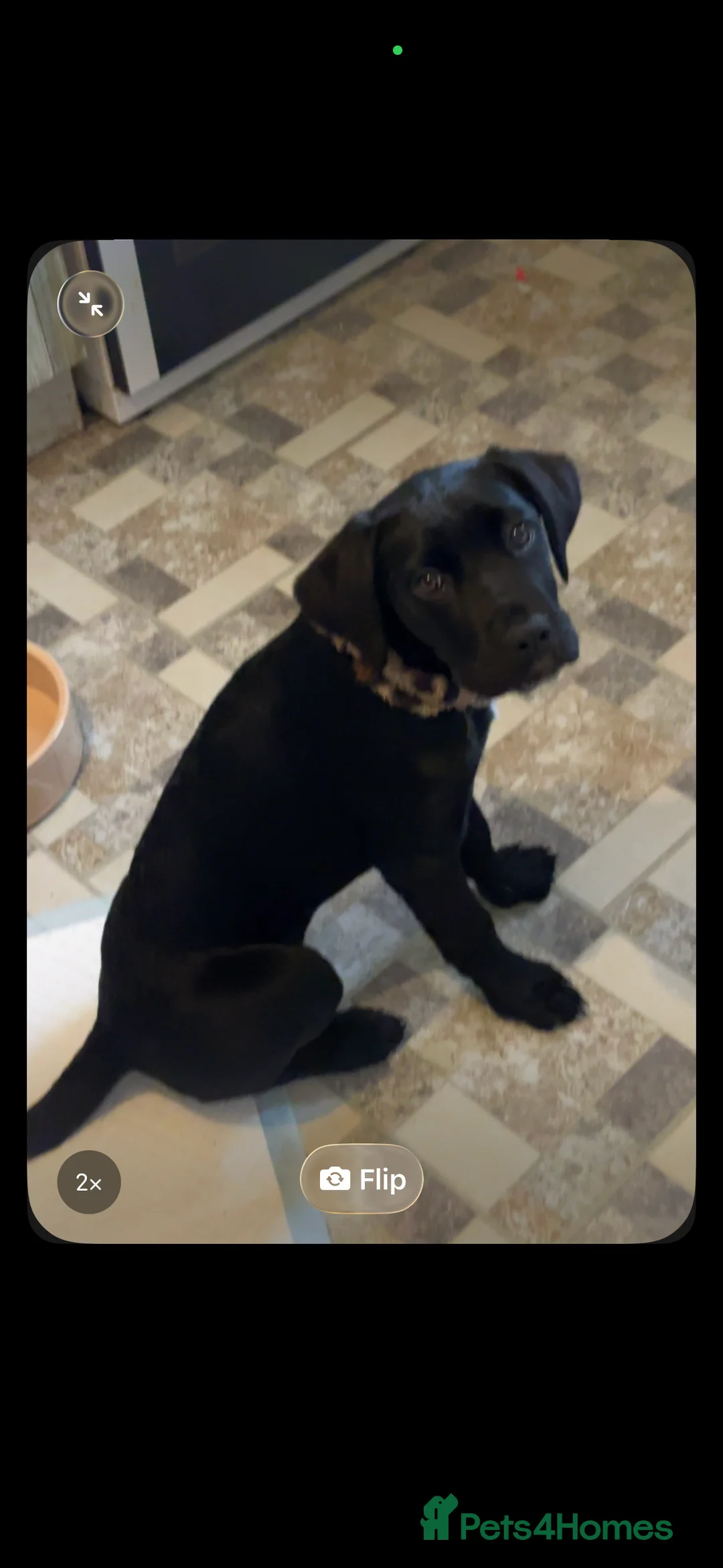 Cane Corso dogs for sale: Female cane corso 4 months in Hull - Advert 1