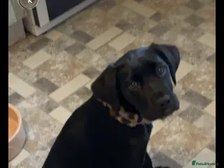 Cane Corso dogs Female cane corso 4 months in Hull - Advert 10