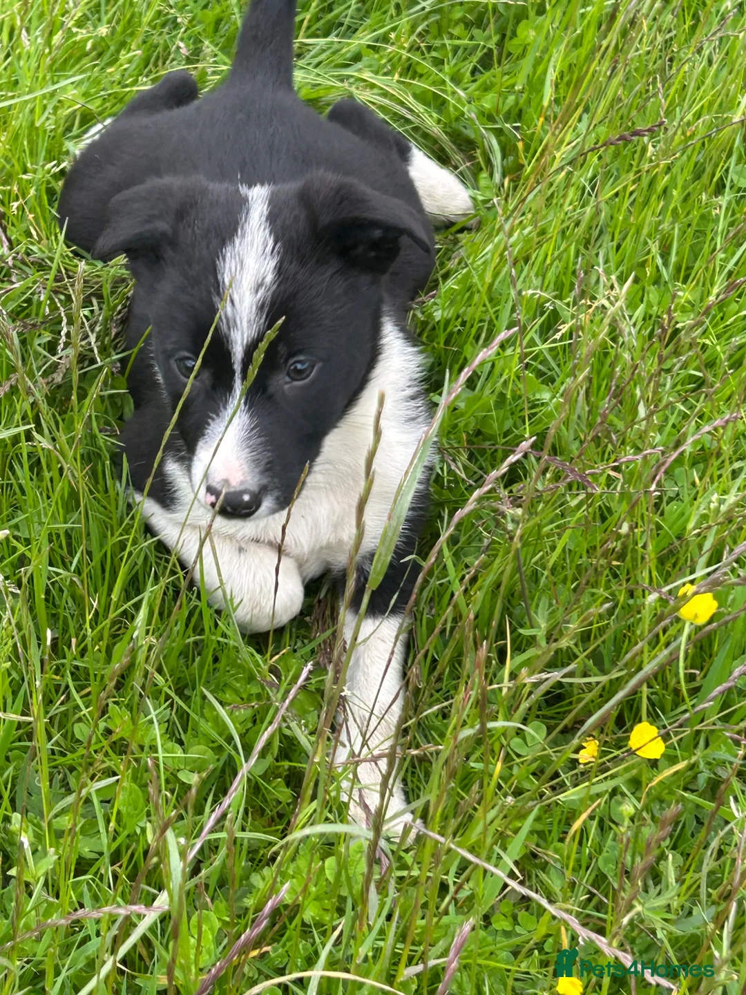 Border Collie dogs for sale: Collie pups wanting there forever home - Advert 1