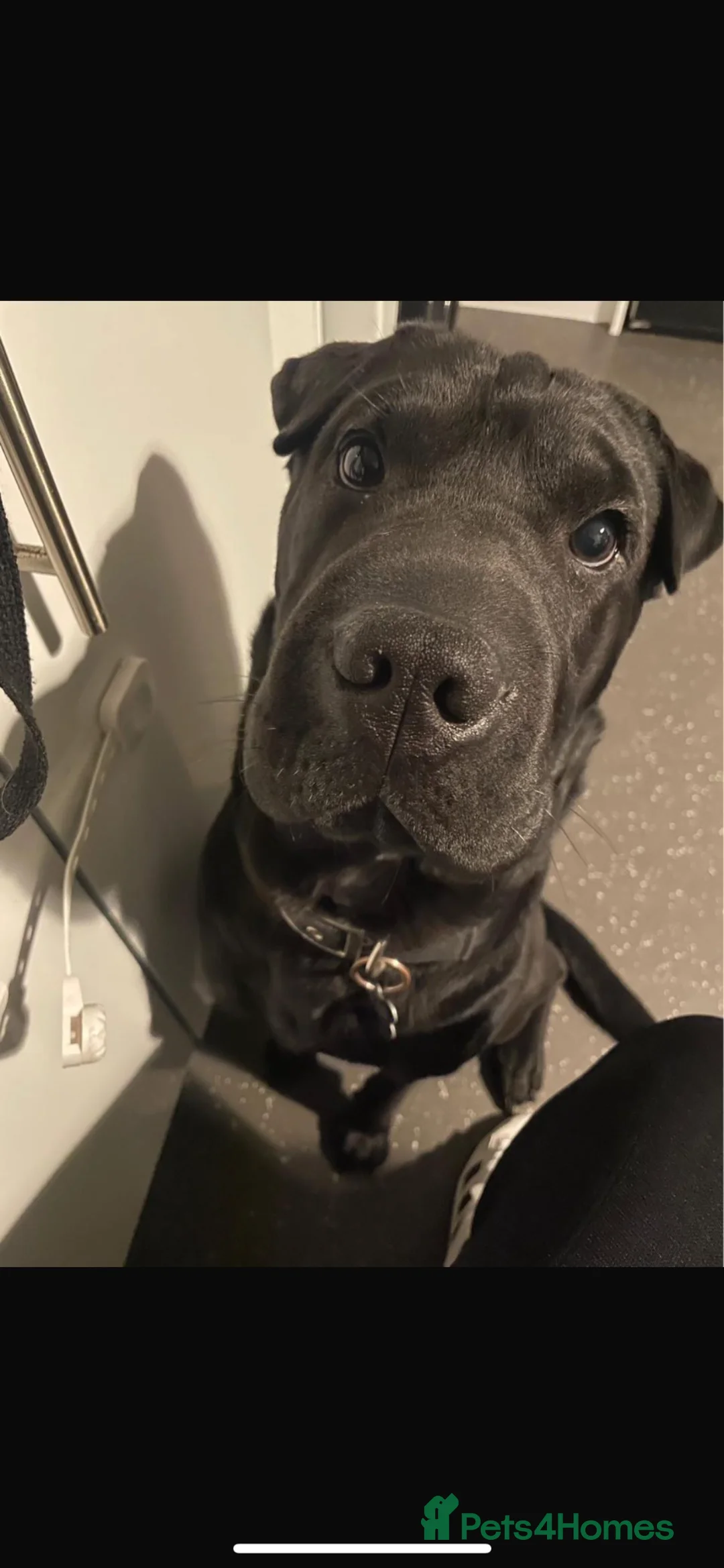 Mixed Breed dogs for sale: 5 Shar Pei x Labrador pups  - Advert 5