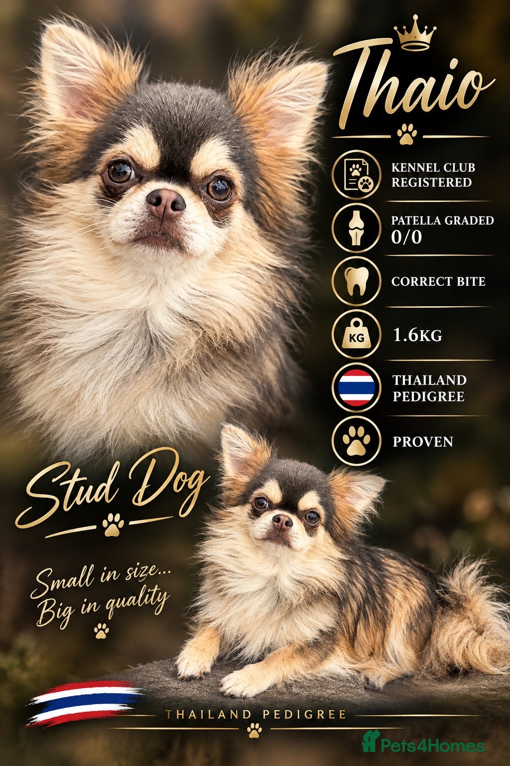 Chihuahua dogs STUD ONLY  - Advert 9