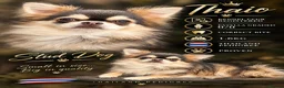 Chihuahua dogs for stud: STUD ONLY  - Advert 1
