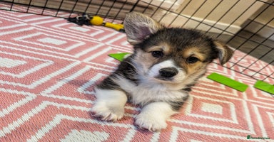 Welsh Corgi Pembroke dogs 1 Beautiful Little Lady Left🩷🐾 - Advert 2