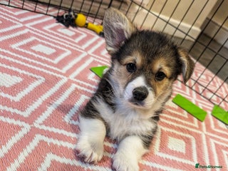 Welsh Corgi Pembroke dogs - Advert 3