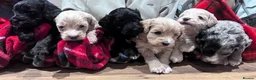 Cockapoo dogs for sale: Beautiful little of 6 cockapoo puppies - Advert 1