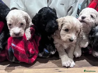 Cockapoo dogs 6 cockapoos puppies - Advert 2