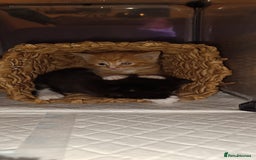 Mixed Breed cats for sale: Gorgeous kittens  - Image 14