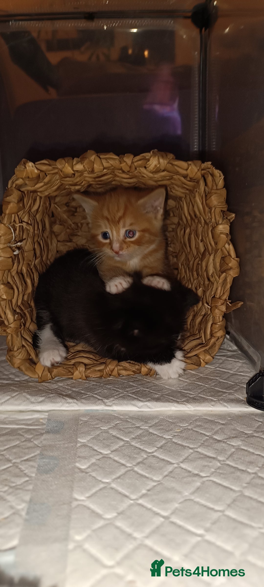 Mixed Breed cats for sale: Gorgeous kittens  - Image 14