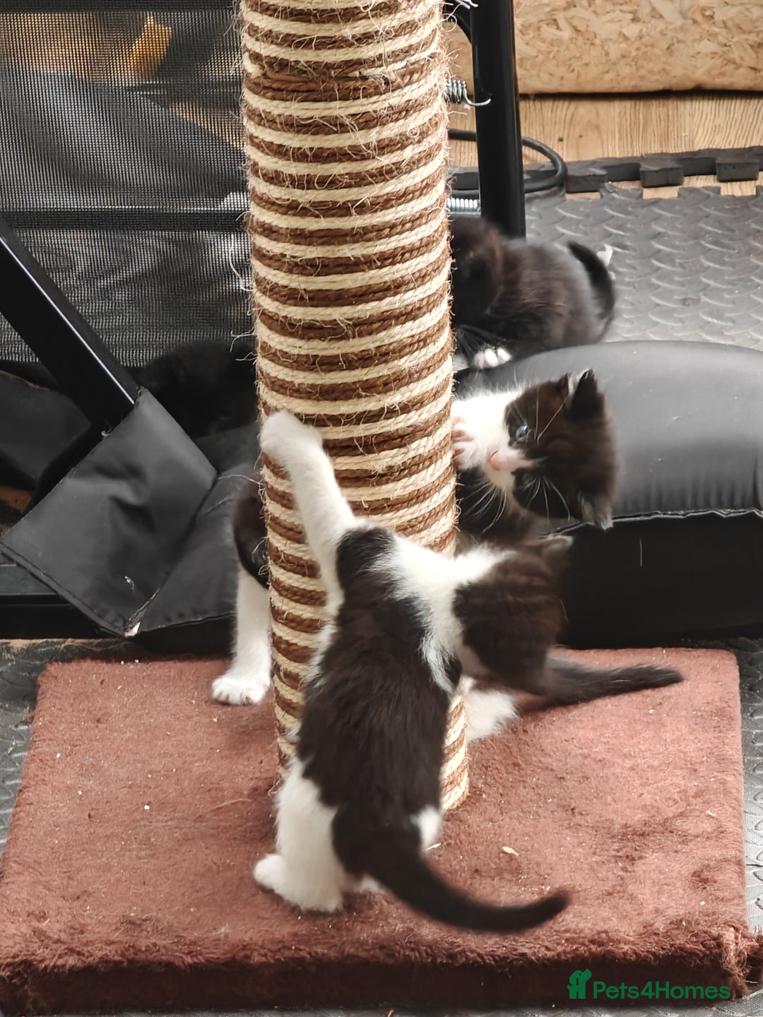 Mixed Breed cats for sale: 6 kittens from Lilly - Image 1
