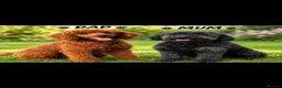 Mini Goldendoodle dogs for sale: Beautiful mini goldendoodles for sale. - Advert 1