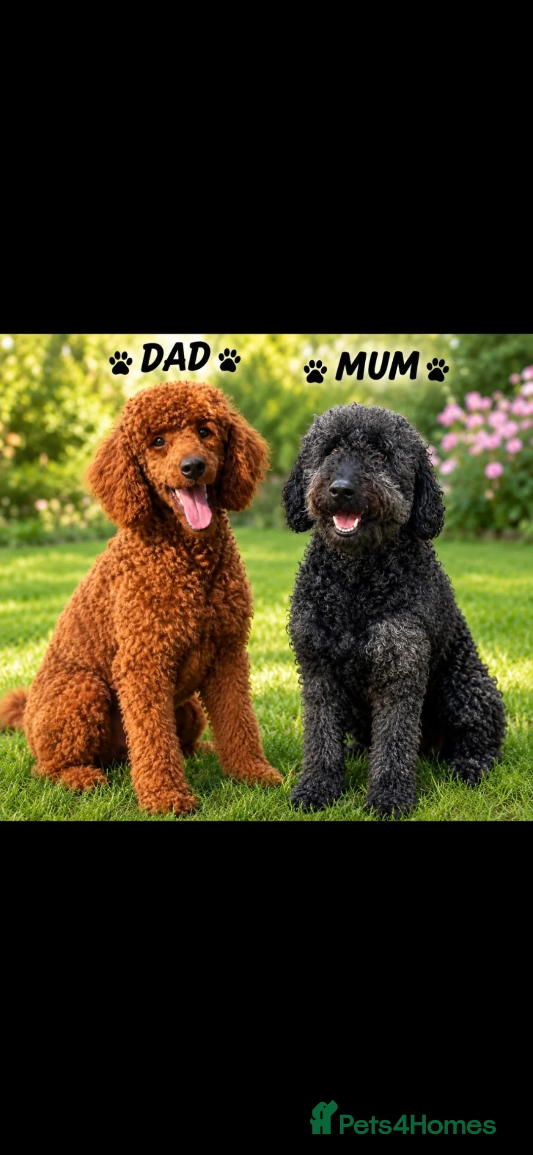 Mini Goldendoodle dogs for sale: Beautiful mini goldendoodles for sale. - Advert 1