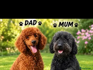 Mini Goldendoodle dogs Beautiful mini goldendoodles for sale. - Advert 1