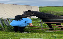 Welsh Section D horses for sale: Section D beautiful Black Mare Magic - Image 15