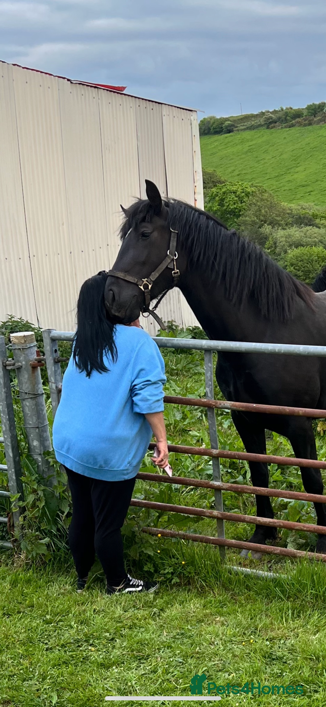 Welsh Section D horses for sale: Section D beautiful Black Mare Magic - Image 15