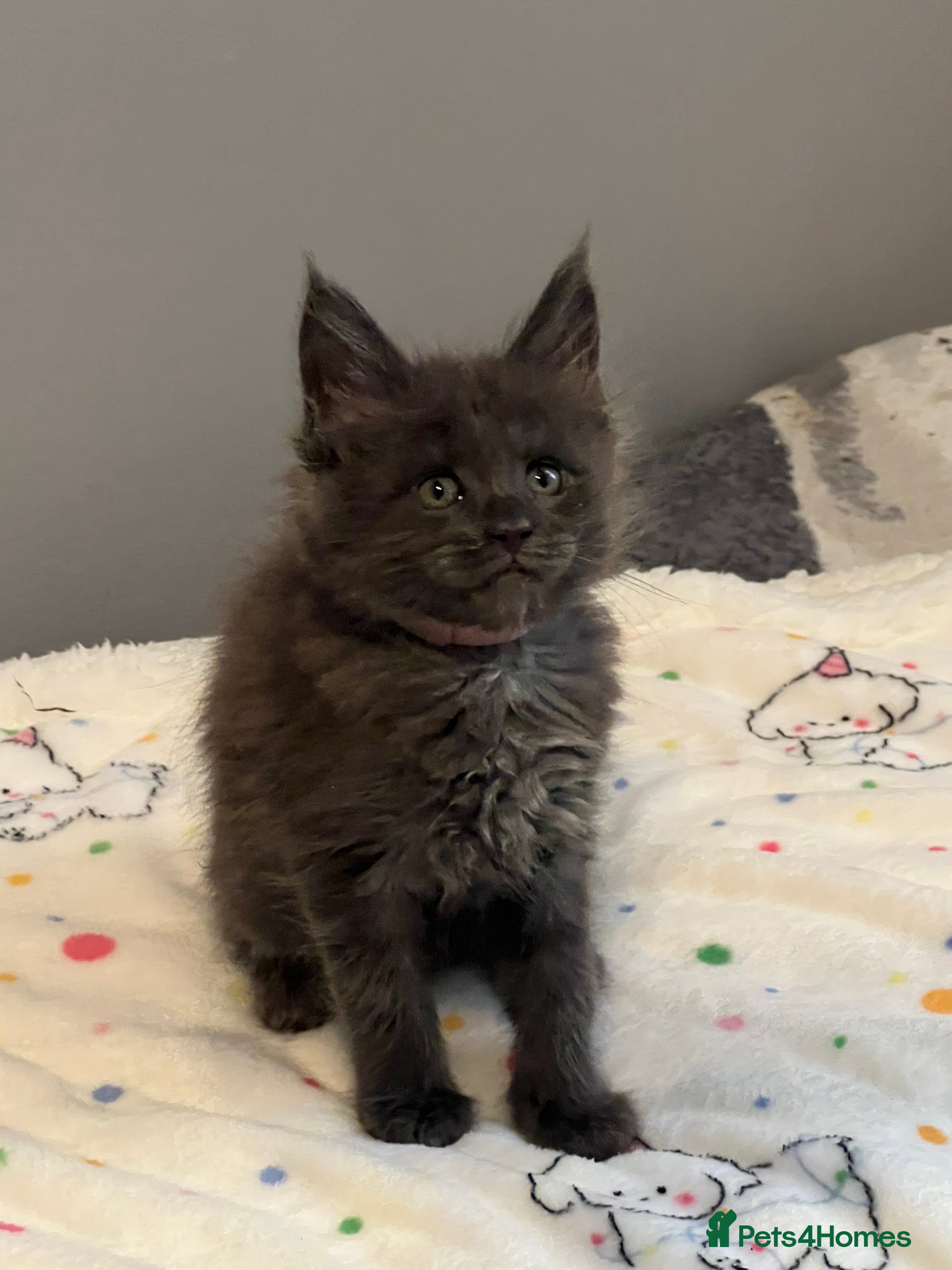 Maine Coon cats 6 Maine Coon kittens blue colour - Advert 12