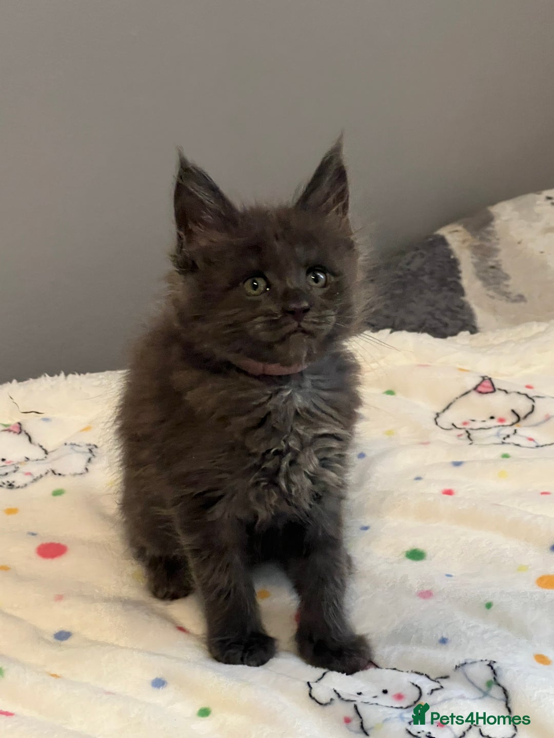 Maine Coon cats for sale: 6 Maine Coon kittens blue colour - Advert 1