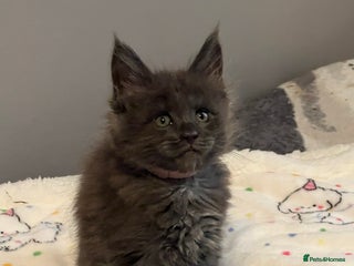 Maine Coon cats 6 Maine Coon kittens blue colour - Advert 1