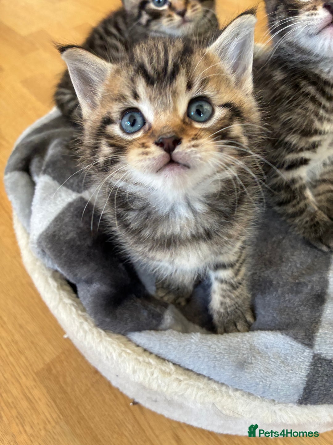 Domestic Shorthair cats for sale: Adorable kitten for sale  - Advert 11
